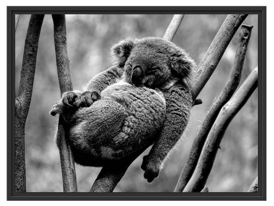 Pixxprint Schlafender Koala in Astgabelung, Monochrome, im Schwebe-Effekt Bilderrahmen VIP-Rabatte