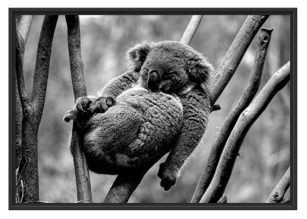 Pixxprint Schlafender Koala in Astgabelung, Monochrome, im Schwebe-Effekt Bilderrahmen VIP-Rabatte
