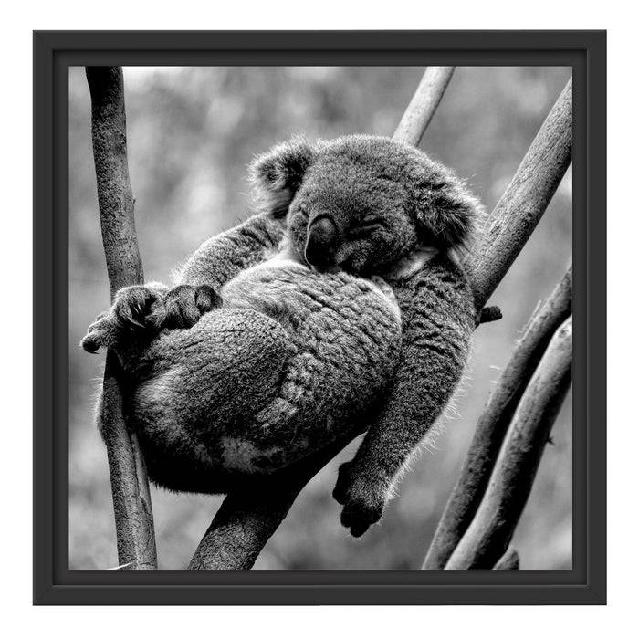 Pixxprint Schlafender Koala in Astgabelung, Monochrome, im Schwebe-Effekt Bilderrahmen VIP-Rabatte