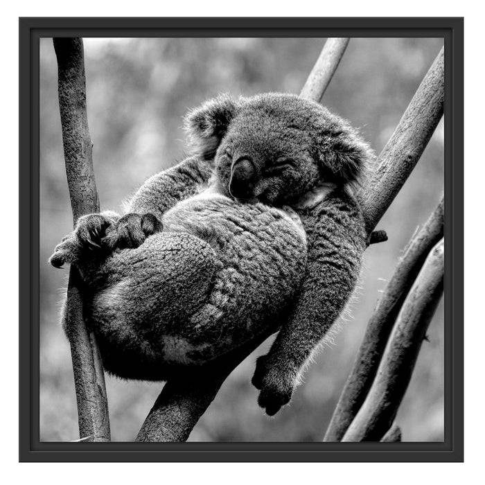 Pixxprint Schlafender Koala in Astgabelung, Monochrome, im Schwebe-Effekt Bilderrahmen VIP-Rabatte