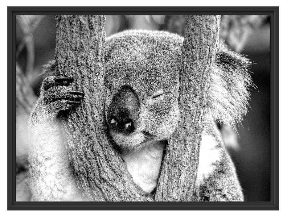 Pixxprint Koala schläft mit Kopf in Astgabel, Monochrome, im Schwebe-Effekt Bilderrahmen Tiefpreis