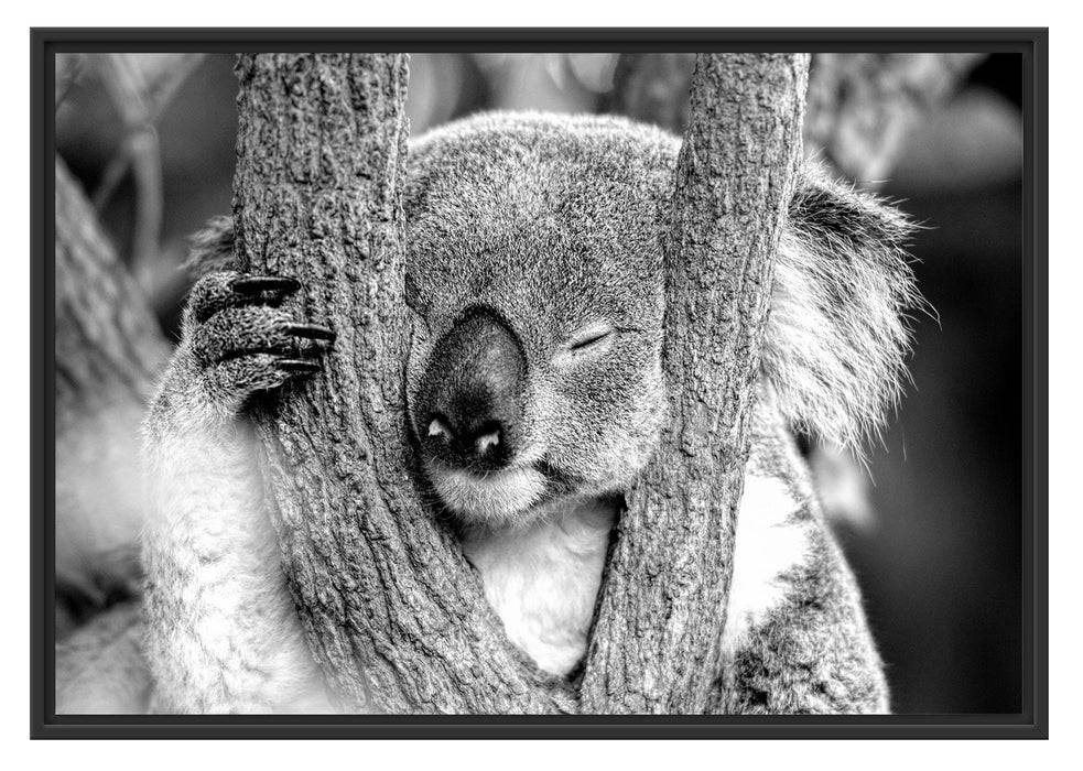 Pixxprint Koala schläft mit Kopf in Astgabel, Monochrome, im Schwebe-Effekt Bilderrahmen Tiefpreis