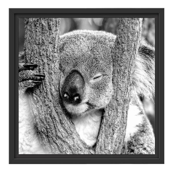 Pixxprint Koala schläft mit Kopf in Astgabel, Monochrome, im Schwebe-Effekt Bilderrahmen Tiefpreis