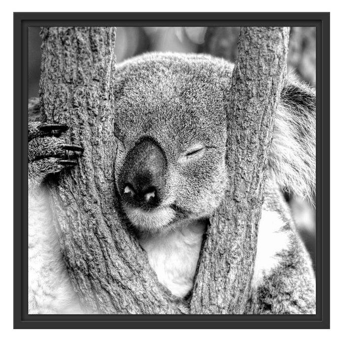 Pixxprint Koala schläft mit Kopf in Astgabel, Monochrome, im Schwebe-Effekt Bilderrahmen Tiefpreis