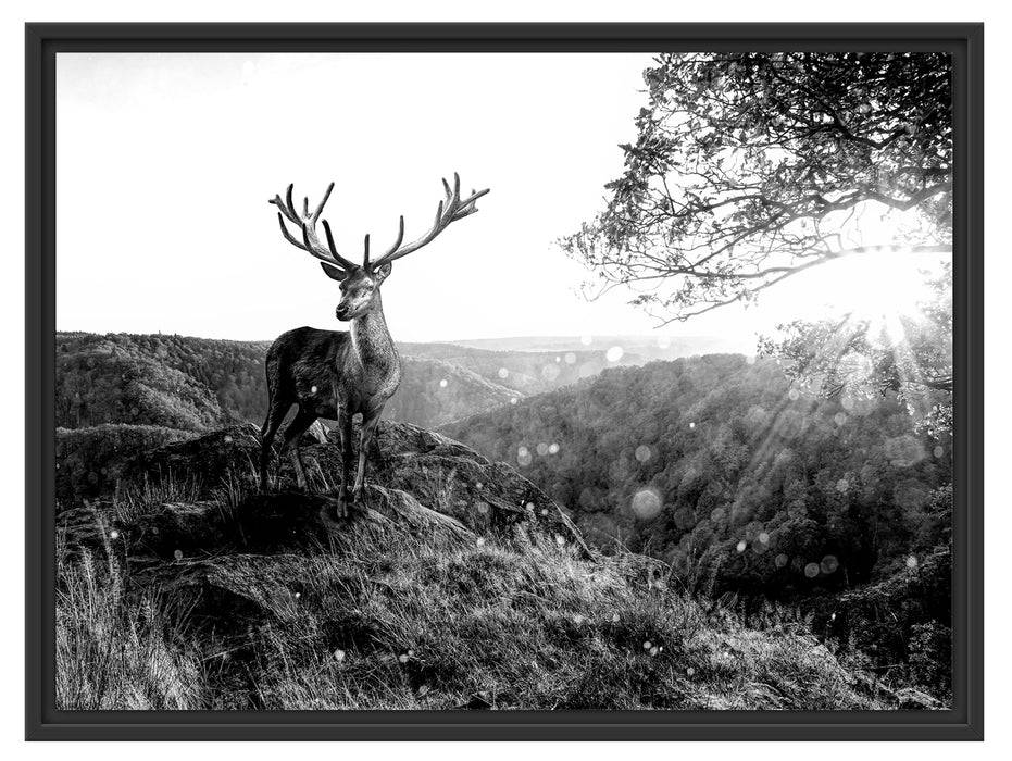 Pixxprint Anmutiger Hirsch bei Sonnenuntergang, Monochrome, im Schwebe-Effekt Bilderrahmen Begrenzte Freigabe