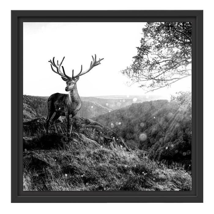 Pixxprint Anmutiger Hirsch bei Sonnenuntergang, Monochrome, im Schwebe-Effekt Bilderrahmen Begrenzte Freigabe