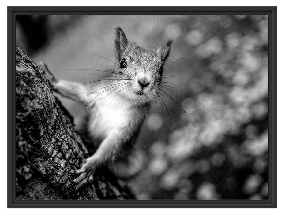 Pixxprint Nahaufnahme Eichhörnchen an Baumstamm, Monochrome, im Schwebe-Effekt Bilderrahmen Neueste Stile