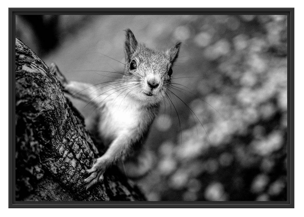 Pixxprint Nahaufnahme Eichhörnchen an Baumstamm, Monochrome, im Schwebe-Effekt Bilderrahmen Neueste Stile