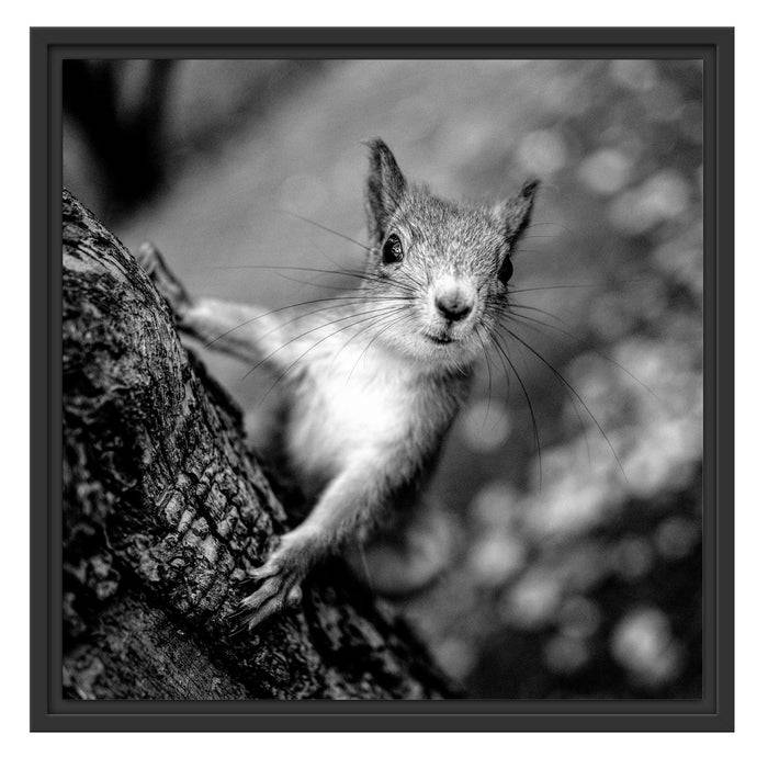 Pixxprint Nahaufnahme Eichhörnchen an Baumstamm, Monochrome, im Schwebe-Effekt Bilderrahmen Neueste Stile