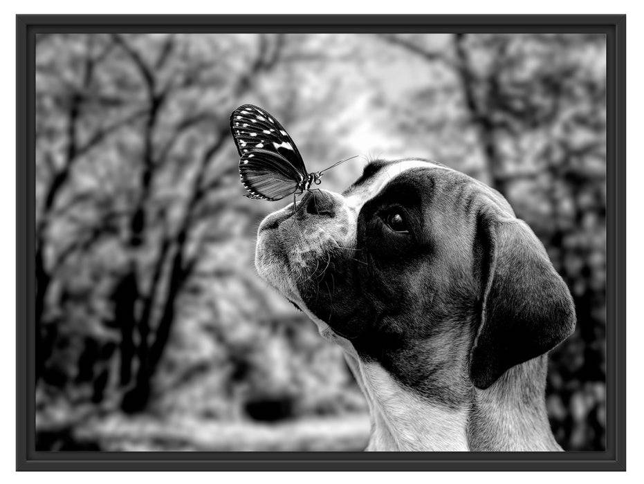 Pixxprint Welpe mit Schmetterling auf der Nase, Monochrome, im Schwebe-Effekt Bilderrahmen Zeitbegrenzte Promotion