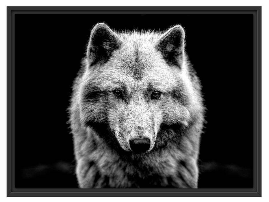 Pixxprint Nahaufnahme junger Polarwolf, Monochrome, im Schwebe-Effekt Bilderrahmen Bis zu 50% Rabatt