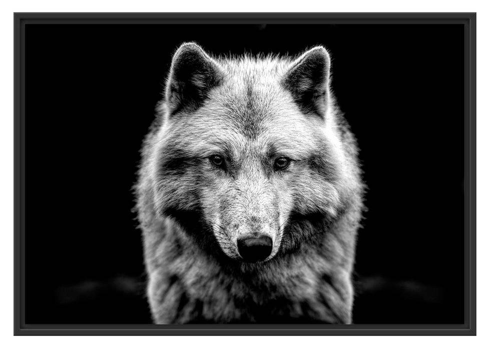 Pixxprint Nahaufnahme junger Polarwolf, Monochrome, im Schwebe-Effekt Bilderrahmen Bis zu 50% Rabatt