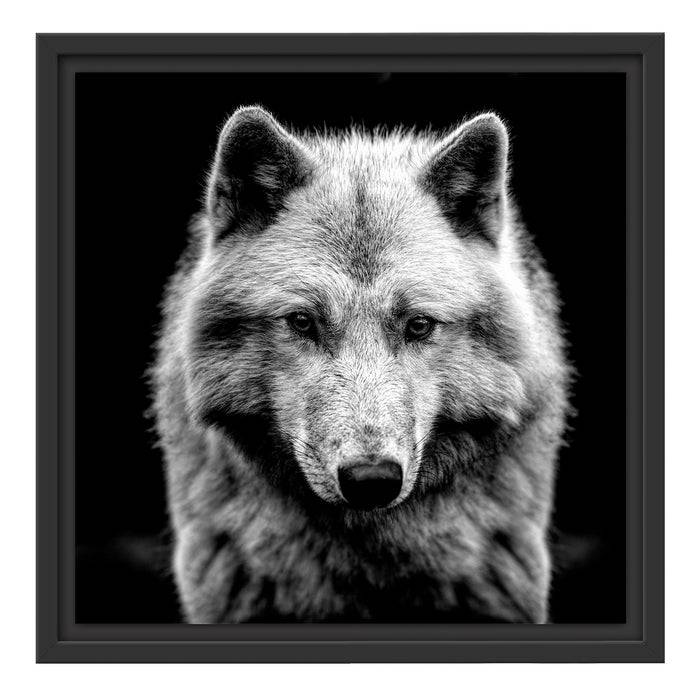 Pixxprint Nahaufnahme junger Polarwolf, Monochrome, im Schwebe-Effekt Bilderrahmen Bis zu 50% Rabatt