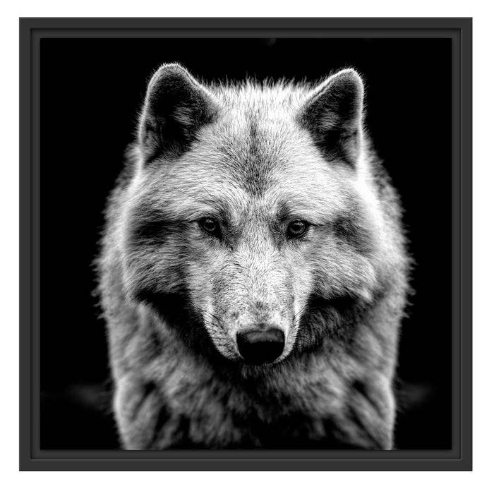 Pixxprint Nahaufnahme junger Polarwolf, Monochrome, im Schwebe-Effekt Bilderrahmen Bis zu 50% Rabatt