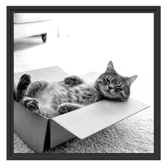 Pixxprint Müde Katze schläft im Karton, Monochrome, im Schwebe-Effekt Bilderrahmen Nur für heute