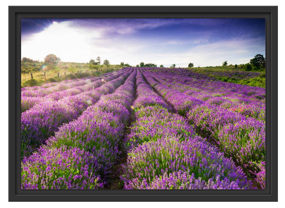 Pixxprint Lavendelfeld Provence, im Schwebe-Effekt Bilderrahmen Verkauf