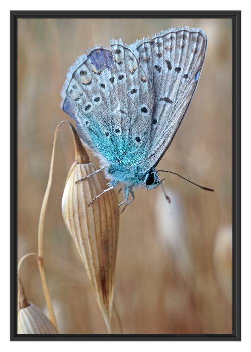 Pixxprint Schmetterling auf Blume Natur Tier, im Schwebe-Effekt Bilderrahmen
