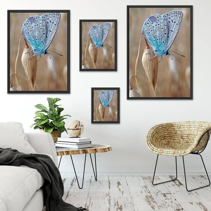 Pixxprint Schmetterling auf Blume Natur Tier, im Schwebe-Effekt Bilderrahmen Fabrikverkauf