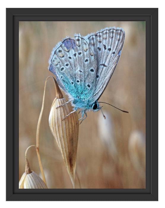 Pixxprint Schmetterling auf Blume Natur Tier, im Schwebe-Effekt Bilderrahmen Fabrikverkauf