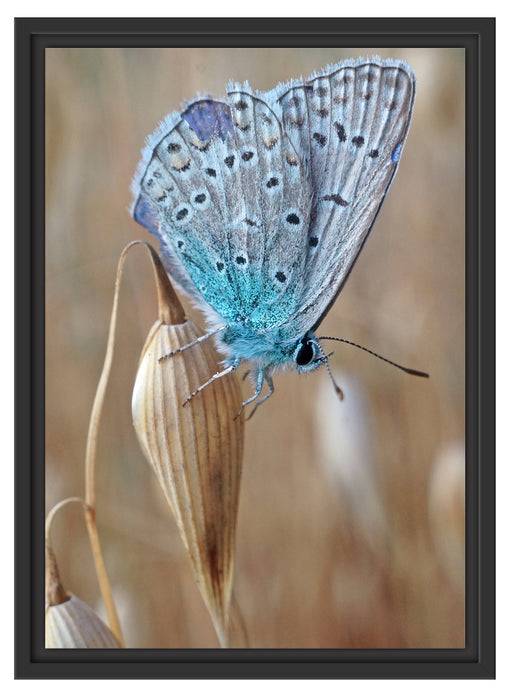 Pixxprint Schmetterling auf Blume Natur Tier, im Schwebe-Effekt Bilderrahmen Fabrikverkauf