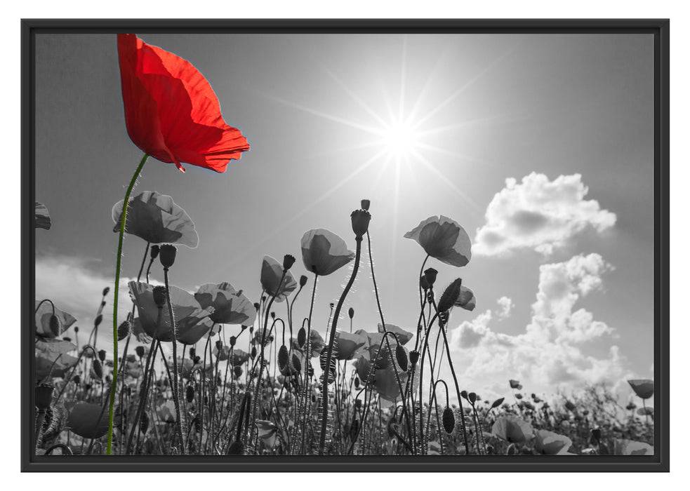 Pixxprint Mohnblumenfeld im Sommer, im Schwebe-Effekt Bilderrahmen