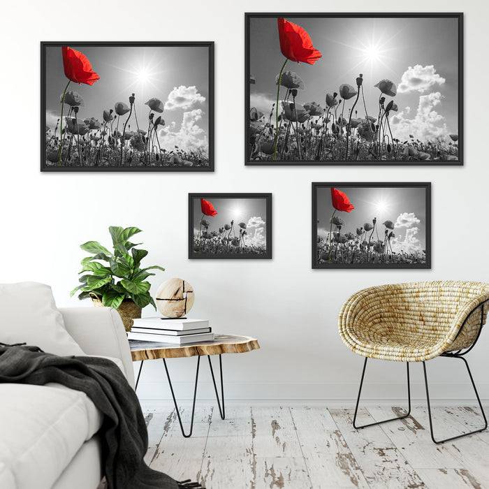 Pixxprint Mohnblumenfeld im Sommer, im Schwebe-Effekt Bilderrahmen Kostenloser Versand