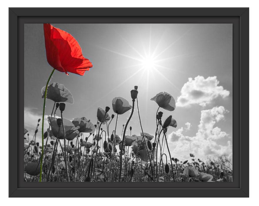 Pixxprint Mohnblumenfeld im Sommer, im Schwebe-Effekt Bilderrahmen Kostenloser Versand