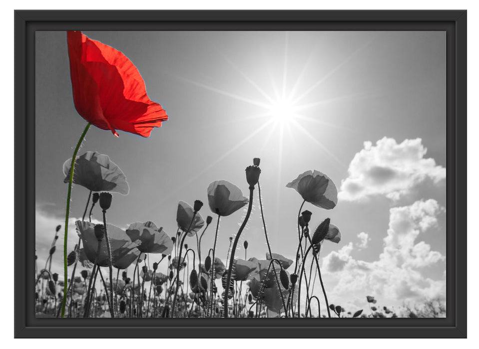 Pixxprint Mohnblumenfeld im Sommer, im Schwebe-Effekt Bilderrahmen Kostenloser Versand