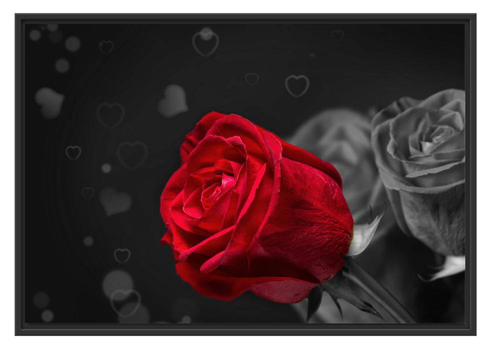 Pixxprint rote Rosen zum Valentinstag, im Schwebe-Effekt Bilderrahmen