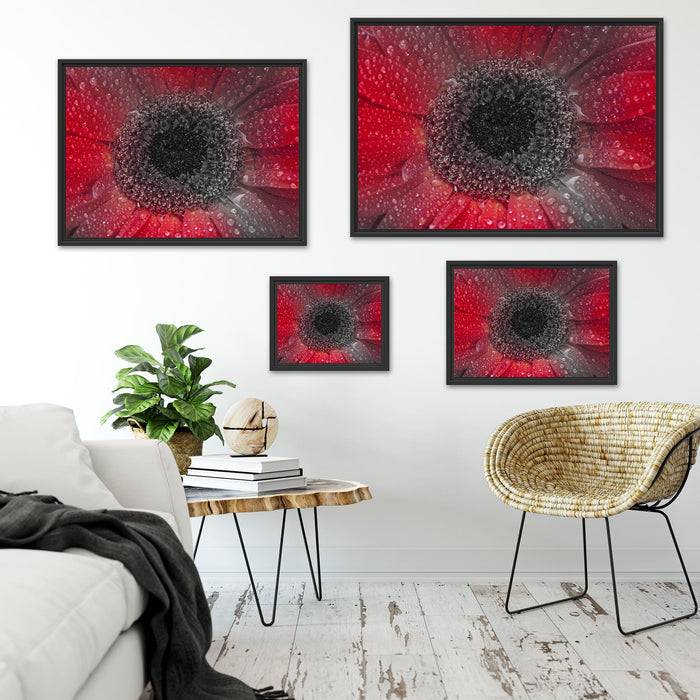 Pixxprint Rote Gerbera mit Wassertropfen, im Schwebe-Effekt Bilderrahmen Fabrikpreis