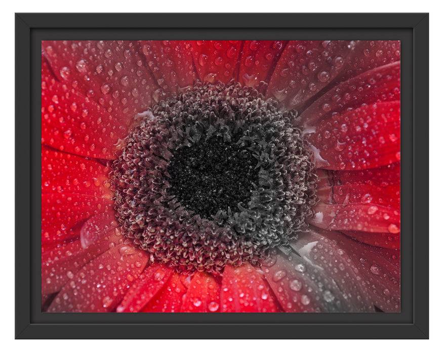 Pixxprint Rote Gerbera mit Wassertropfen, im Schwebe-Effekt Bilderrahmen Fabrikpreis