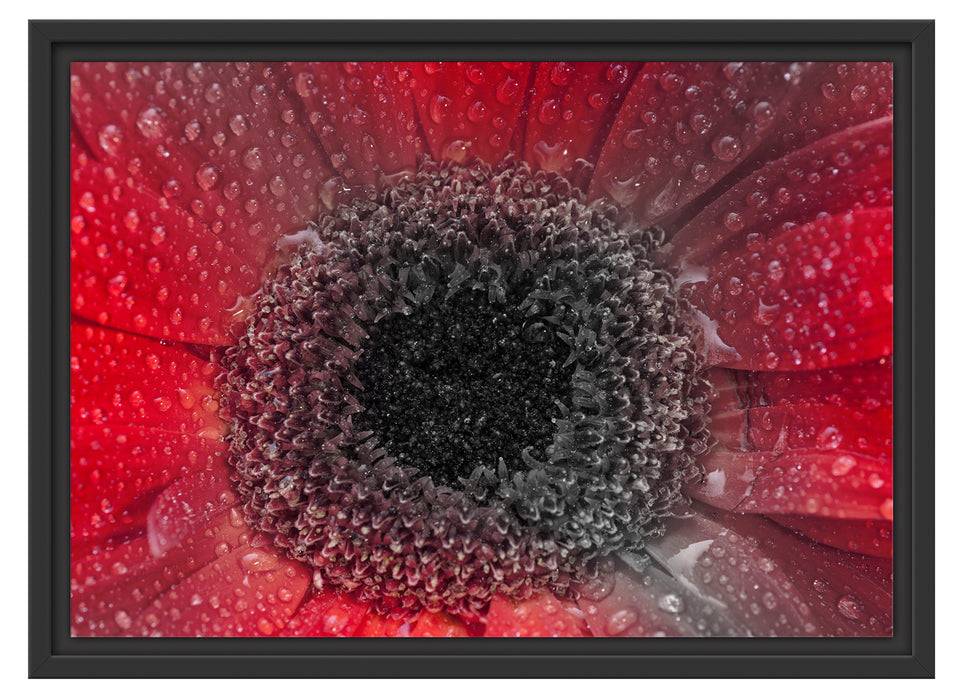 Pixxprint Rote Gerbera mit Wassertropfen, im Schwebe-Effekt Bilderrahmen Fabrikpreis