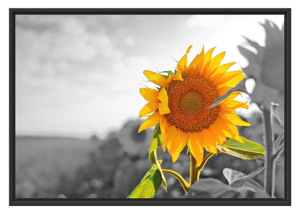 Pixxprint Nahaufnahme einer Sonnenblume, im Schwebe-Effekt Bilderrahmen Rabatt