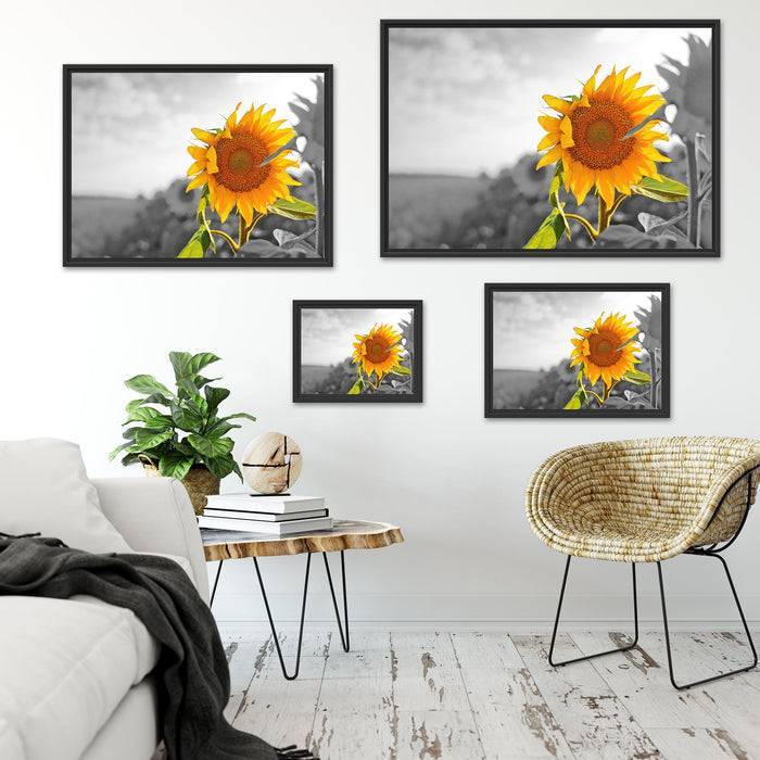 Pixxprint Nahaufnahme einer Sonnenblume, im Schwebe-Effekt Bilderrahmen Rabatt