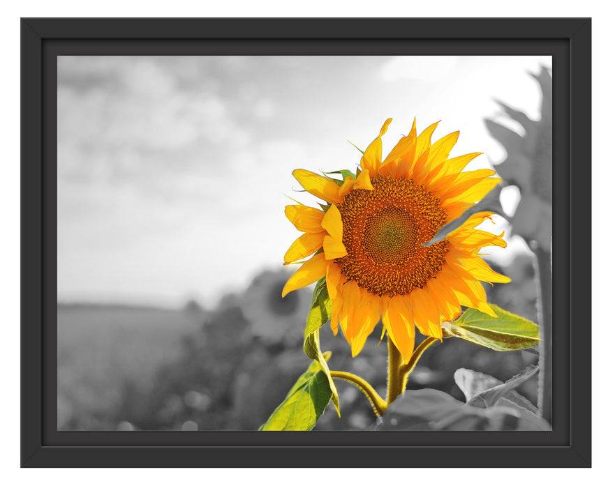 Pixxprint Nahaufnahme einer Sonnenblume, im Schwebe-Effekt Bilderrahmen Rabatt