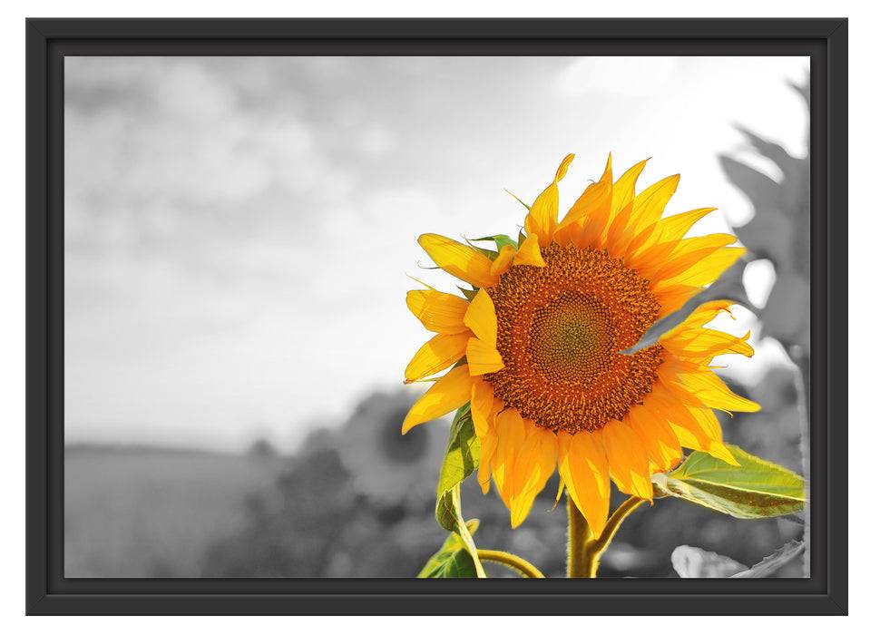 Pixxprint Nahaufnahme einer Sonnenblume, im Schwebe-Effekt Bilderrahmen Rabatt