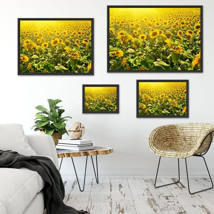 Pixxprint Riesiges Sonnenblumenfeld, im Schwebe-Effekt Bilderrahmen Vatertagsangebot