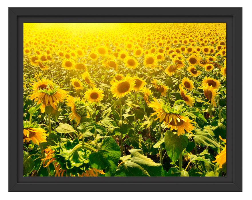 Pixxprint Riesiges Sonnenblumenfeld, im Schwebe-Effekt Bilderrahmen Vatertagsangebot