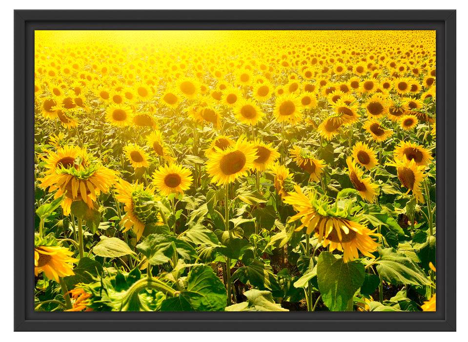 Pixxprint Riesiges Sonnenblumenfeld, im Schwebe-Effekt Bilderrahmen Vatertagsangebot