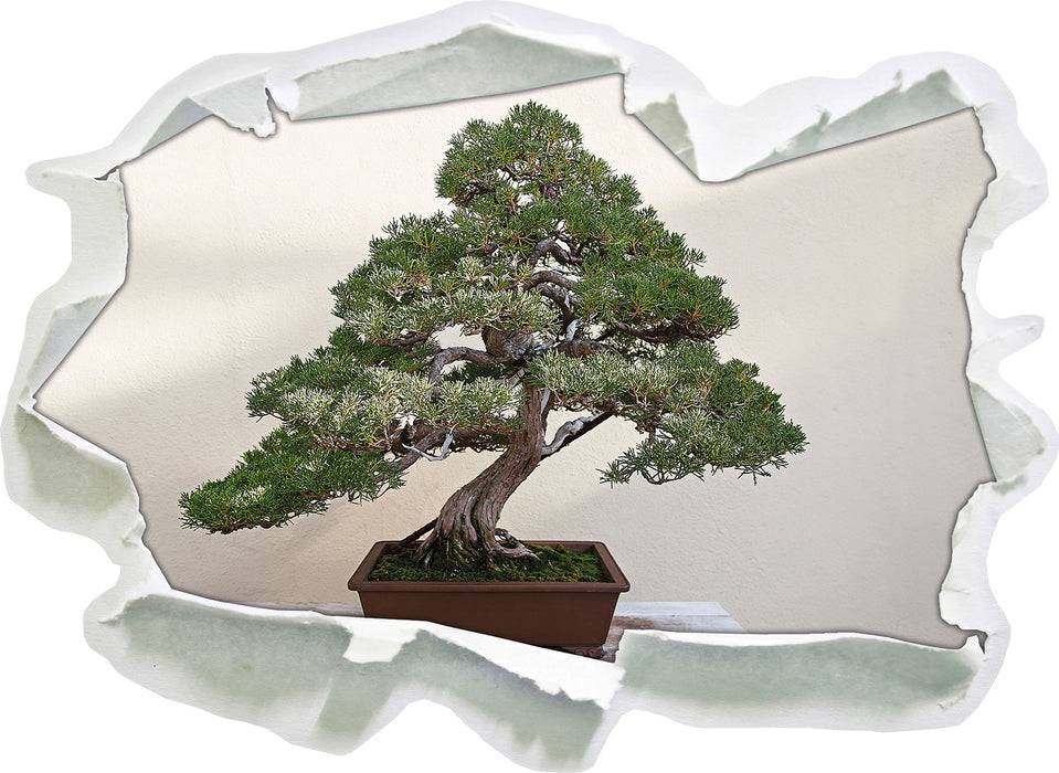 Pixxprint Bonsai Baum, 3D Wandtattoo Im Verkauf
