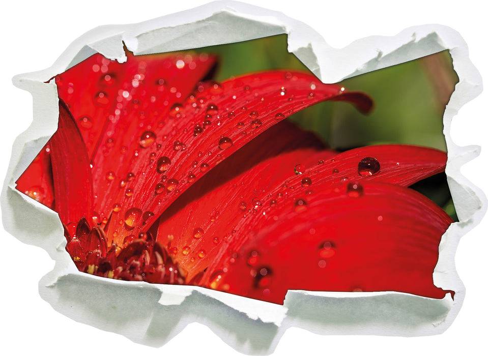 Pixxprint Tautropfen auf roter Blume, 3D Wandtattoo Auslauf