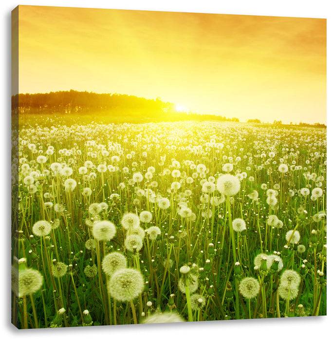 Pixxprint Pusteblumen Sonnenuntergang, Leinwandbild Online Shopping