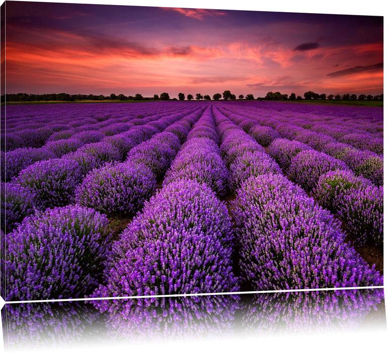 Pixxprint Lila Lavendel Provence, Leinwandbild Jubiläumsangebot