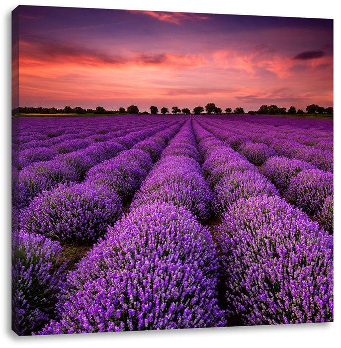 Pixxprint Lila Lavendel Provence, Leinwandbild Jubiläumsangebot