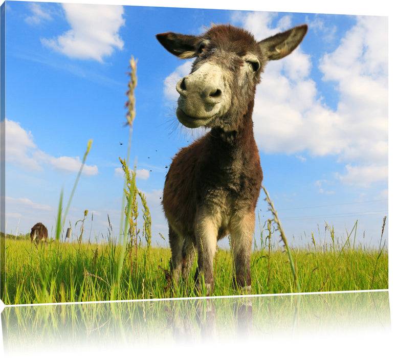 Pixxprint Esel in einem Feld, Leinwandbild Top Angebot