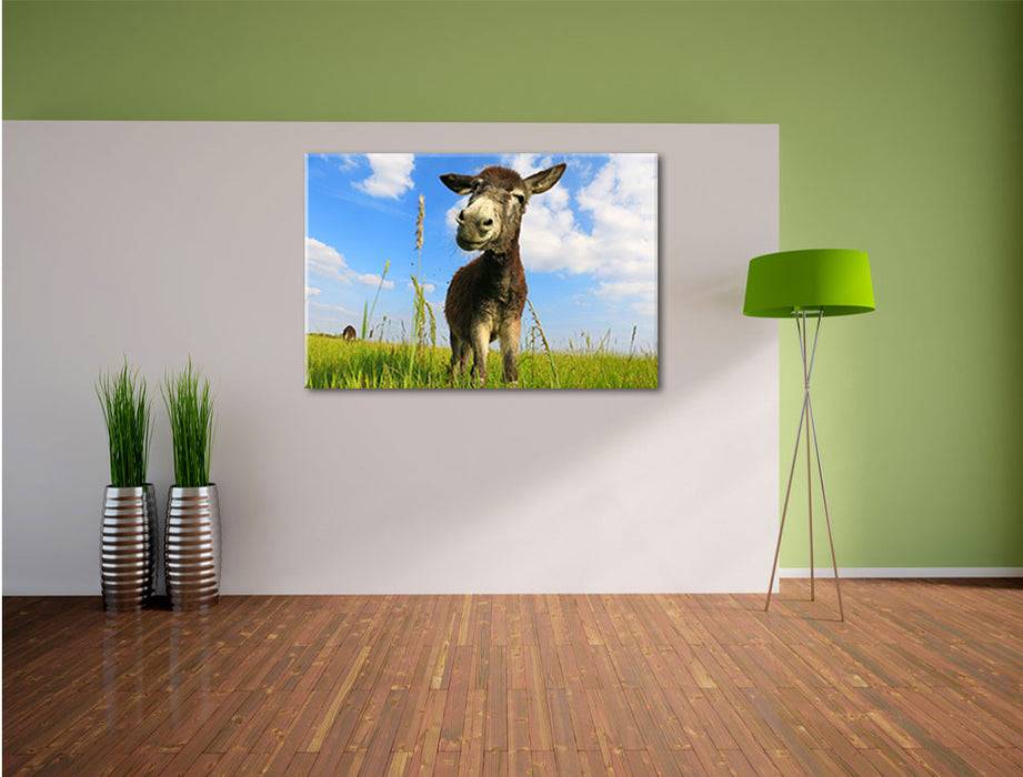 Pixxprint Esel in einem Feld, Leinwandbild Top Angebot