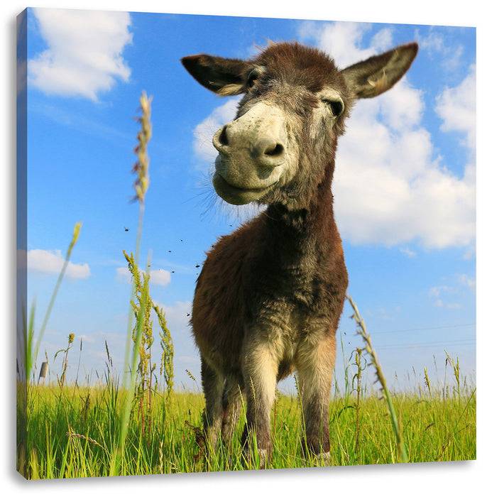Pixxprint Esel in einem Feld, Leinwandbild Top Angebot