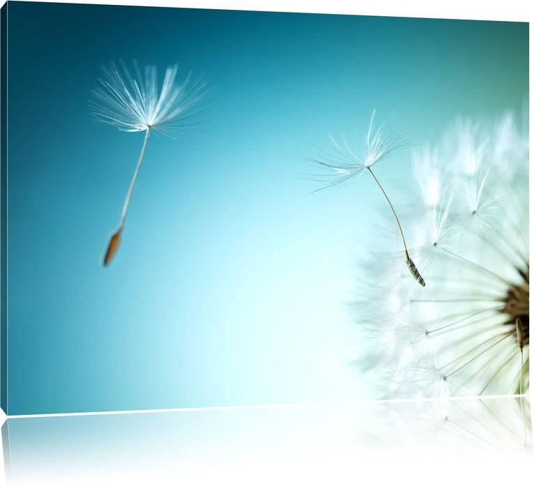 Pixxprint Löwenzahn Pusteblume, Leinwandbild