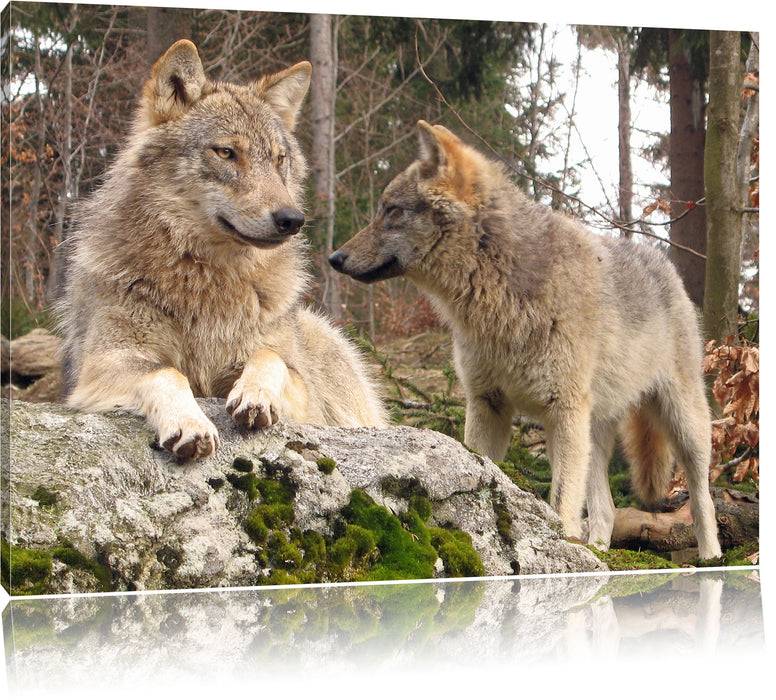 Pixxprint Wölfe im Wald, Leinwandbild Blitzangebot
