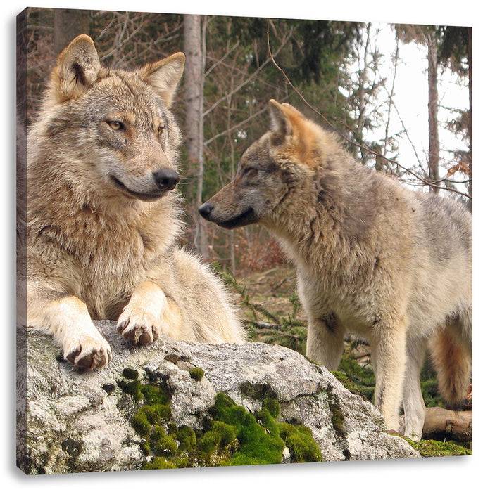 Pixxprint Wölfe im Wald, Leinwandbild Blitzangebot